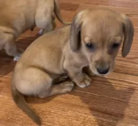 Rosy, a female Miniature Dachshund for sale in Oral, SD – Photo 2 of 10