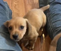 Rosy, a female Miniature Dachshund for sale in Oral, SD – Photo 8 of 10