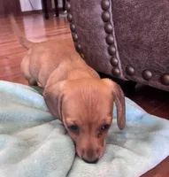 Rosy, a female Miniature Dachshund for sale in Oral, SD – Photo 5 of 10