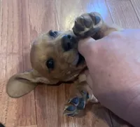 Rosy, a female Miniature Dachshund for sale in Oral, SD – Photo 3 of 10