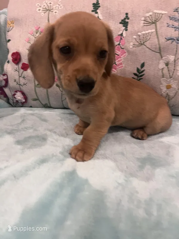 Rosy, a female Miniature Dachshund for sale in Oral, SD – Photo 1 of 10