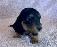 Winston, a male Miniature Dachshund for sale in Oral, SD – Photo 1 of 10
