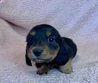 Winston, a male Miniature Dachshund for sale in Oral, SD – Photo 9 of 10