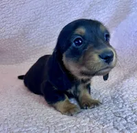 Winston, a male Miniature Dachshund for sale in Oral, SD – Photo 8 of 10