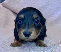 Winston, a male Miniature Dachshund for sale in Oral, SD – Photo 2 of 10