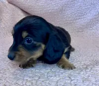 Winston, a male Miniature Dachshund for sale in Oral, SD – Photo 4 of 10