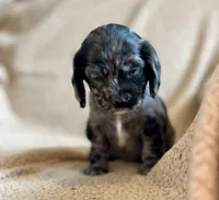 Margaret , a female Cocker Spaniel for sale in Oral, SD – 3 of 10