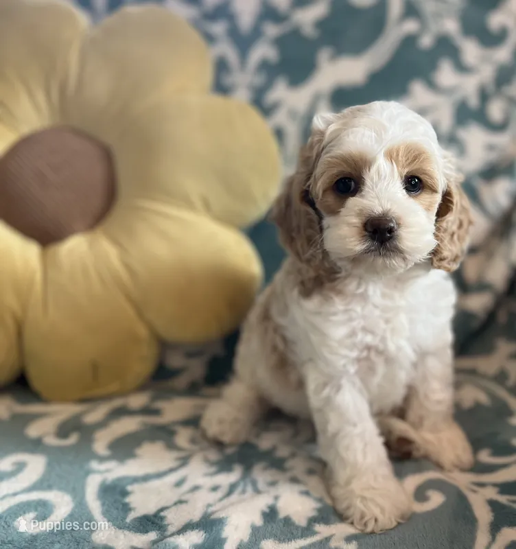 Max  – Cockapoo puppy for sale in Oral, SD