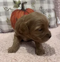 Pumpkin, a female Cockapoo for sale in Oral, SD – Photo 5 of 9