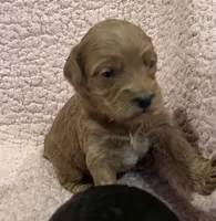 Pumpkin, a female Cockapoo for sale in Oral, SD – Photo 8 of 9