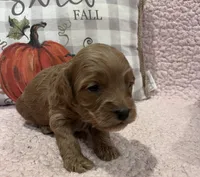 Pumpkin, a female Cockapoo for sale in Oral, SD – Photo 4 of 9