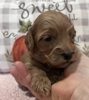 Pumpkin, a female Cockapoo for sale in Oral, SD – Photo 6 of 9