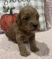 Pumpkin, a female Cockapoo for sale in Oral, SD – Photo 3 of 9
