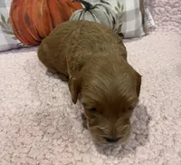 Pumpkin, a female Cockapoo for sale in Oral, SD – Photo 9 of 9