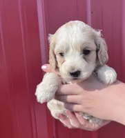 Winston, a male Cockapoo for sale in Oral, SD – 3 of 7