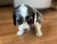 Allie , a female Cocker Spaniel for sale in Oral, SD – 4 of 10