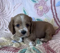 Teddy, a male Cocker Spaniel for sale in Oral, SD – Photo 4 of 10