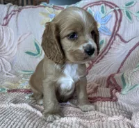 Teddy, a male Cocker Spaniel for sale in Oral, SD – Photo 5 of 10