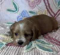Teddy, a male Cocker Spaniel for sale in Oral, SD – Photo 3 of 10