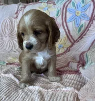 Teddy, a male Cocker Spaniel for sale in Oral, SD – Photo 2 of 10
