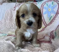 Teddy, a male Cocker Spaniel for sale in Oral, SD – Photo 9 of 10