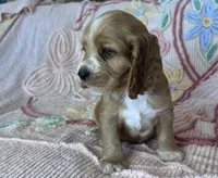 Teddy, a male Cocker Spaniel for sale in Oral, SD – Photo 8 of 10