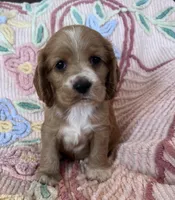 Teddy, a male Cocker Spaniel for sale in Oral, SD – Photo 10 of 10