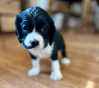 Bo , a male Cocker Spaniel for sale in Oral, SD – 2 of 10