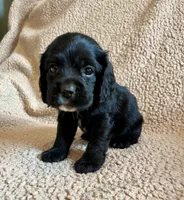Black Jack , a male Cocker Spaniel for sale in Oral, SD – 4 of 9