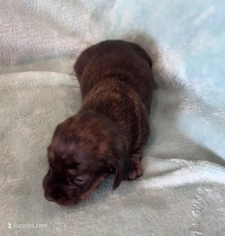 Tiger Lily, a female Miniature Dachshund for sale in Oral, SD – Photo 1 of 6