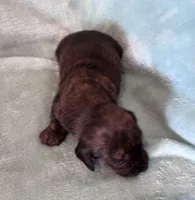 Tiger Lily, a female Miniature Dachshund for sale in Oral, SD – Photo 3 of 6