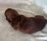 Tiger Lily, a female Miniature Dachshund for sale in Oral, SD – Photo 6 of 6