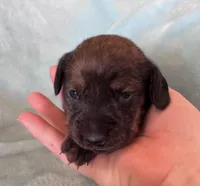 Tiger Lily, a female Miniature Dachshund for sale in Oral, SD – Photo 5 of 6