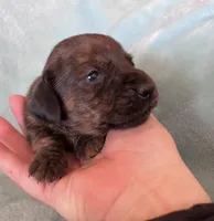 Tiger Lily, a female Miniature Dachshund for sale in Oral, SD – Photo 2 of 6