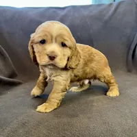 Bear, a male Cocker Spaniel for sale in Oral, SD – Photo 7 of 9