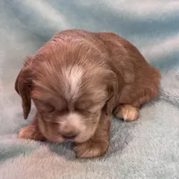 Bear, a male Cocker Spaniel for sale in Oral, SD – Photo 2 of 9