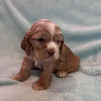 Bear, a male Cocker Spaniel for sale in Oral, SD – Photo 1 of 9