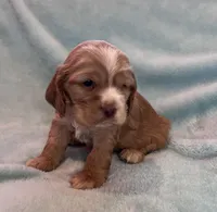 Bear, a male Cocker Spaniel for sale in Oral, SD – Photo 2 of 8