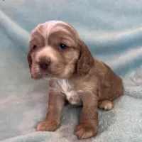 Bear, a male Cocker Spaniel for sale in Oral, SD – Photo 3 of 9