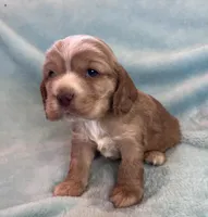 Bear, a male Cocker Spaniel for sale in Oral, SD – Photo 4 of 8