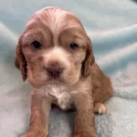 Bear, a male Cocker Spaniel for sale in Oral, SD – Photo 6 of 9