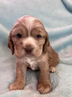 Bear, a male Cocker Spaniel for sale in Oral, SD – Photo 8 of 8