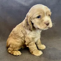 Bear, a male Cocker Spaniel for sale in Oral, SD – Photo 9 of 9