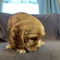 Bear, a male Cocker Spaniel for sale in Oral, SD – Photo 8 of 9