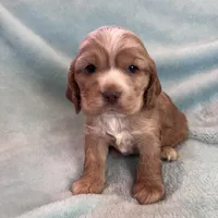 Bear, a male Cocker Spaniel for sale in Oral, SD – Photo 4 of 9