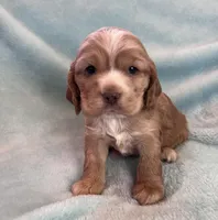 Bear, a male Cocker Spaniel for sale in Oral, SD – Photo 6 of 8