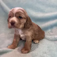 Bear, a male Cocker Spaniel for sale in Oral, SD – Photo 5 of 9