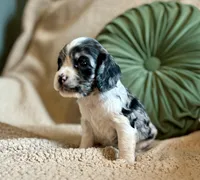 Allie , a female Cocker Spaniel for sale in Oral, SD – 10 of 10