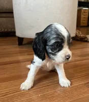 Allie , a female Cocker Spaniel for sale in Oral, SD – 7 of 10