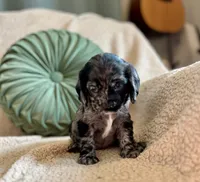 Margaret , a female Cocker Spaniel for sale in Oral, SD – 4 of 10